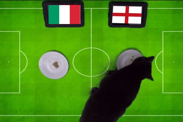 Tiên tri mèo Cass dự đoán Italia vs Anh, 1h45 ngày 24/9 - Ảnh 1